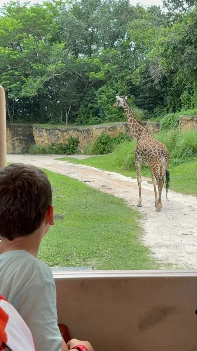 Jirafa en el safari Kilimanjaro de Animal Kingdom